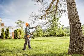 Lawn Renovation and Restoration in Carpentersville, IL